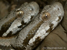 V.r.raddei